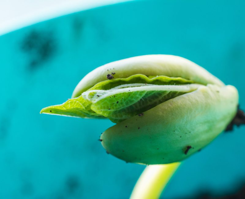 primer-plano-de-un-brote-de-planta-joven-verde-que-crece-en-el-suelo